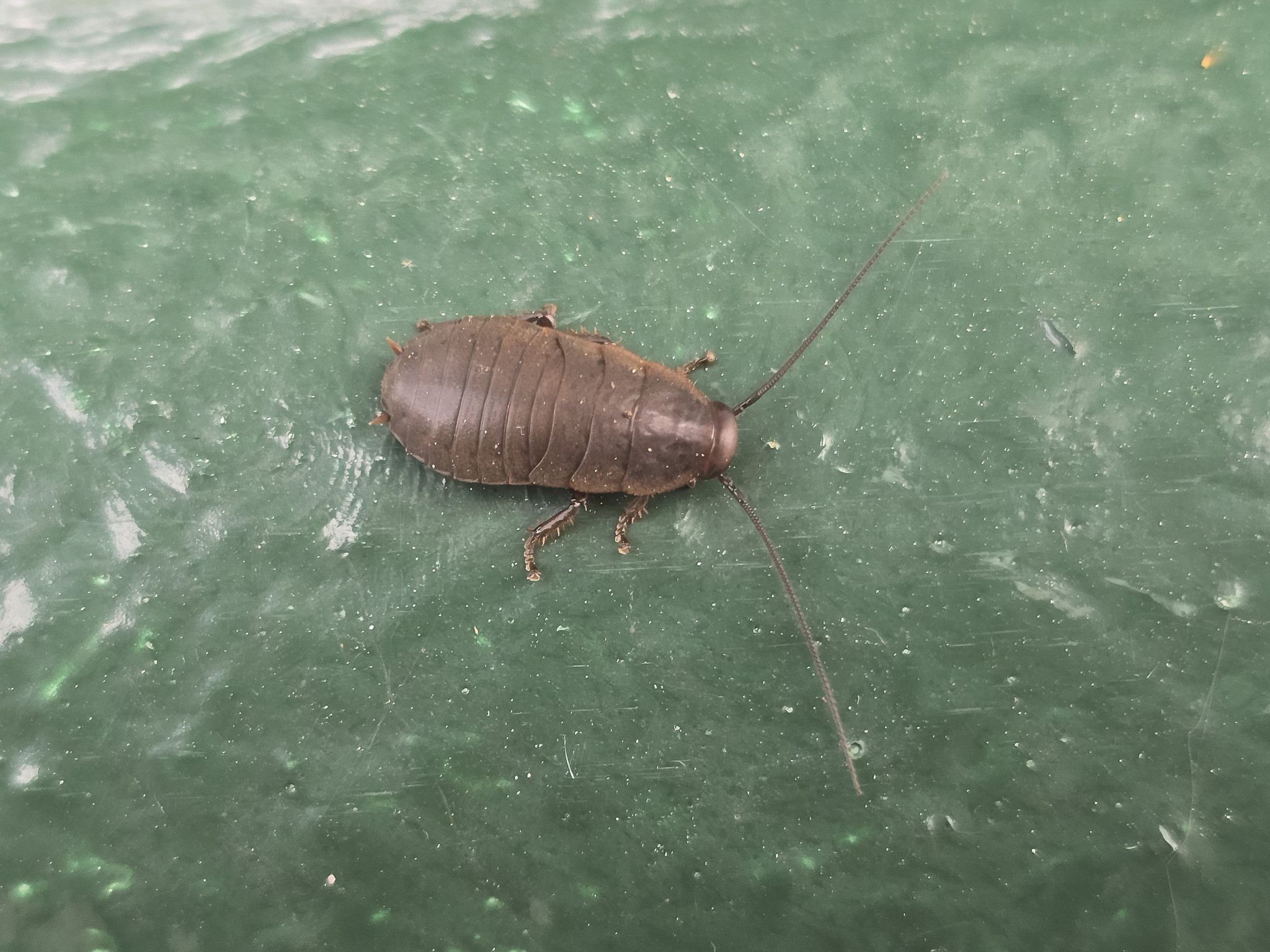 A Pacific beetle cockroach on a green background.